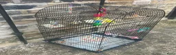 Budgerigars birds for sale: Budgies for sale with cage and toys  in Bradford - Advert 3