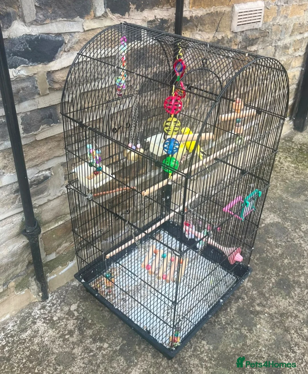 Budgerigars birds for sale: Budgies for sale with cage and toys  in Bradford - Advert 3