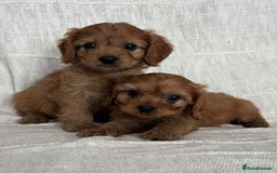 Cavapoo dogs for sale: Toy cavapoos f1  - Image 12