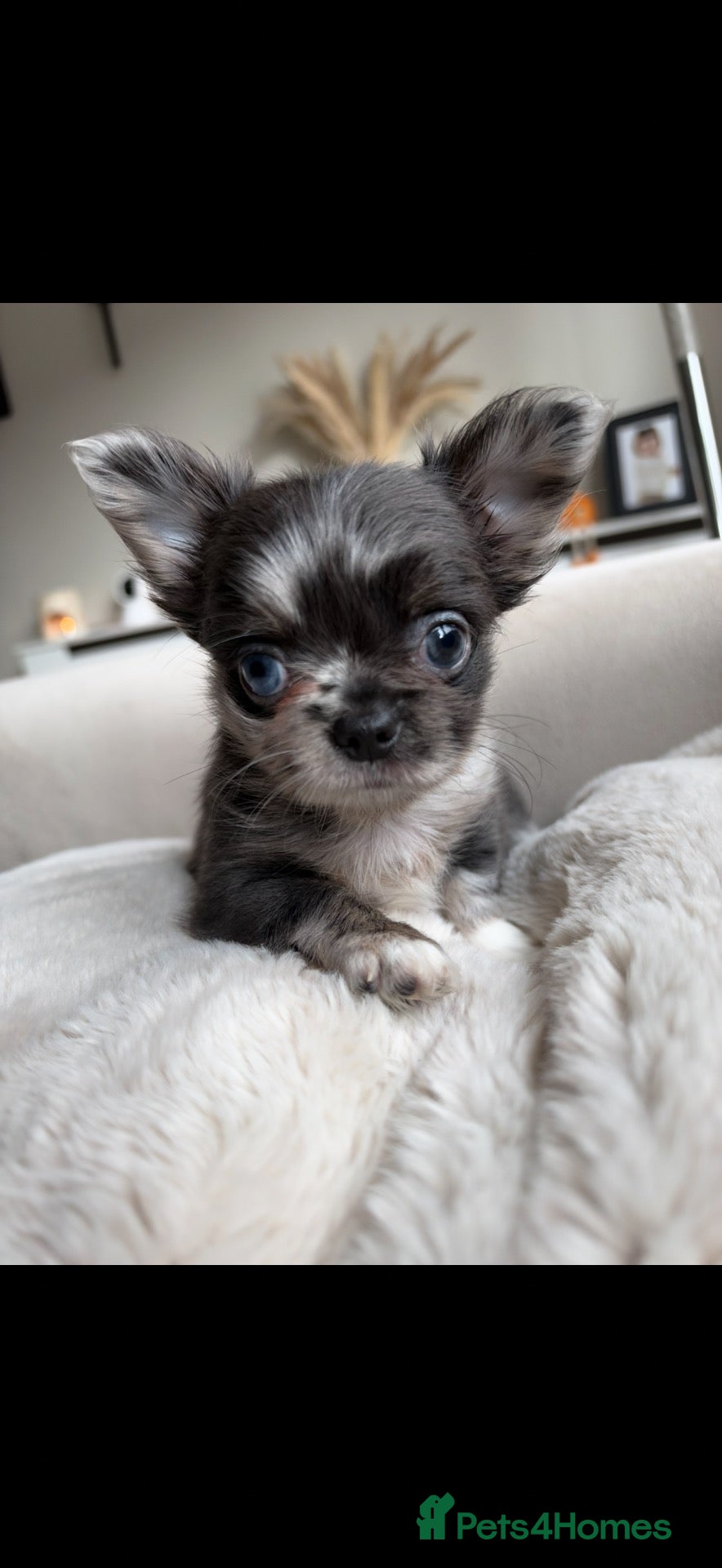 Chihuahua dogs for sale: Beautiful Longhair Chihuahuas  - Advert 1
