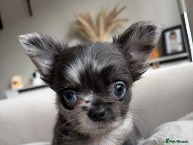 Chihuahua dogs for sale: Beautiful Longhair Chihuahuas - Advert 1