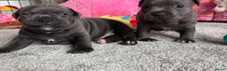 Staffordshire Bull Terrier dogs for sale: KC blue Staffordshire bull terrier puppies  - Advert 6