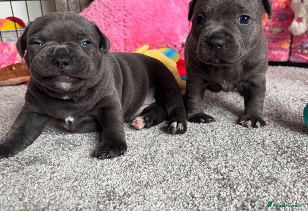 Staffordshire Bull Terrier dogs for sale: KC blue Staffordshire bull terrier puppies  - Advert 6