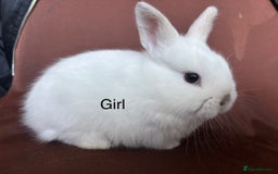 Mixed Breed rabbits for sale: Baby buns for sale - Advert 2