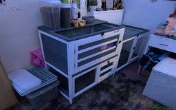 Mini Lop rabbits for sale: Bambi need gone ASAP - Image 10