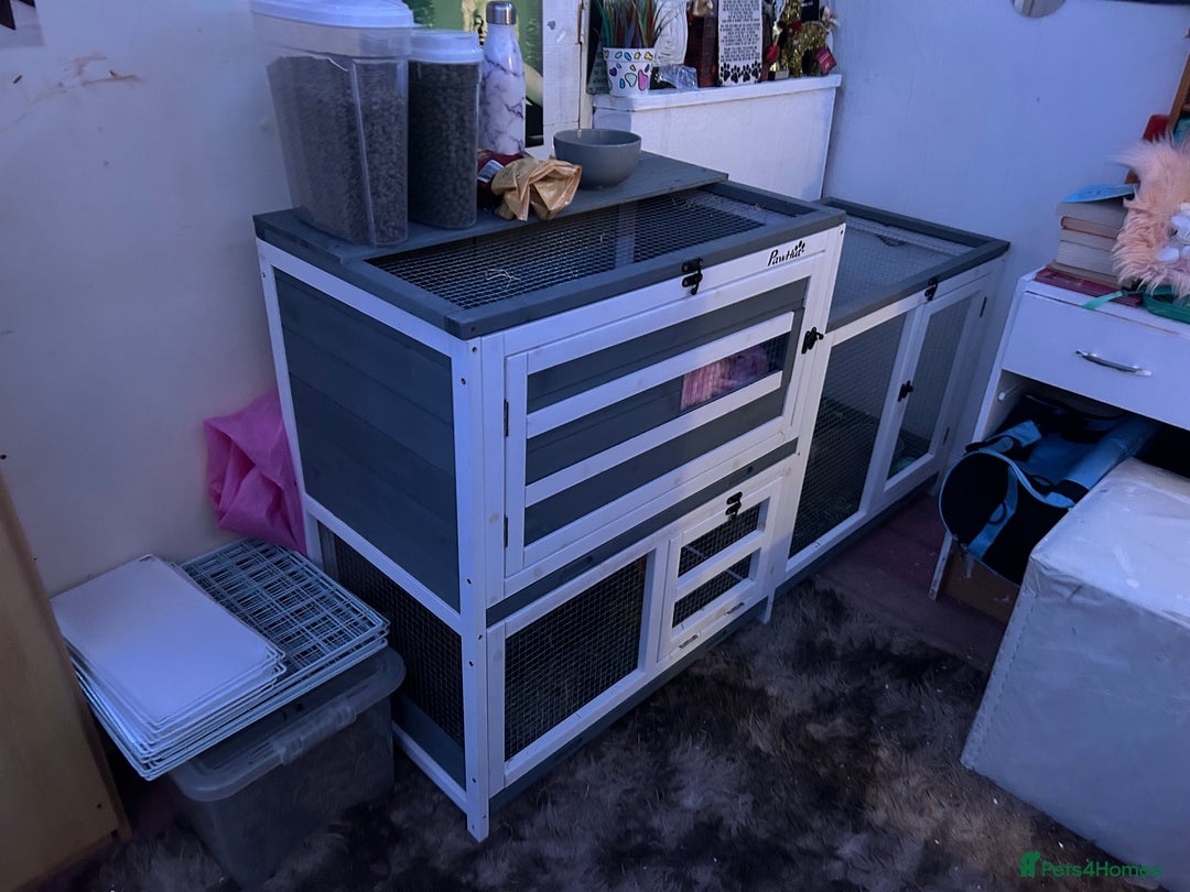 Mini Lop rabbits for sale: Bambi need gone ASAP - Image 10