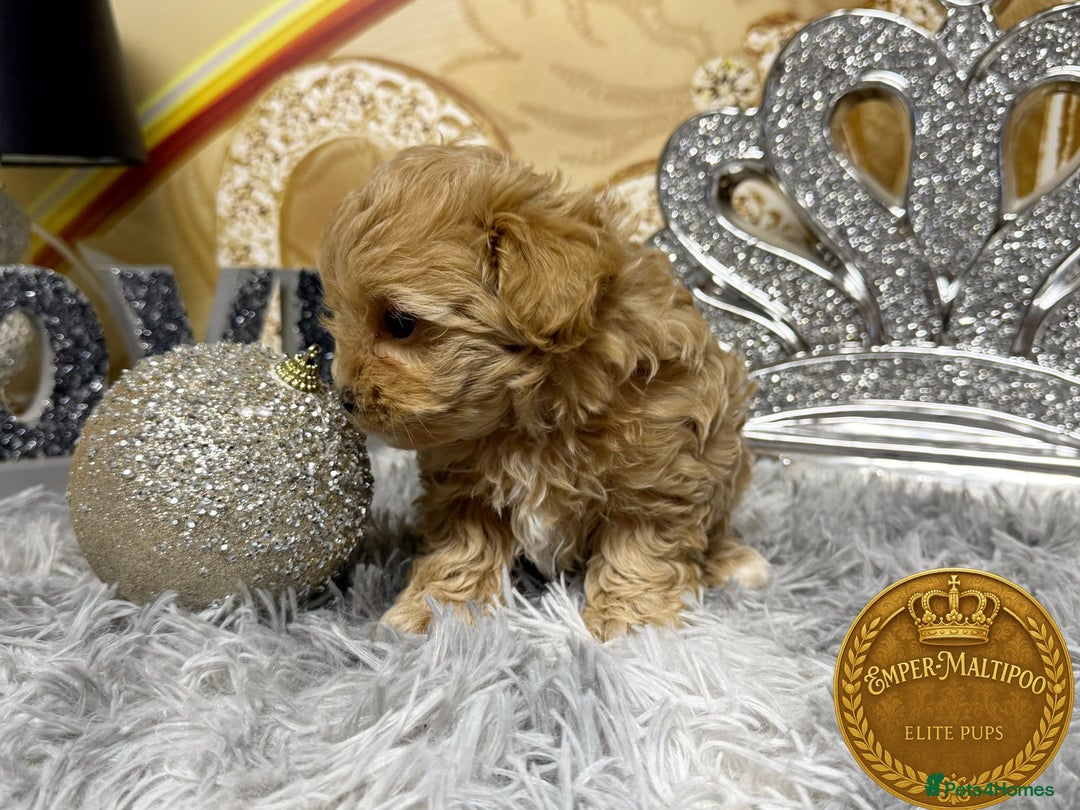 Maltipoo dogs for sale: Adorable maltipoo girl ready now - Advert 7
