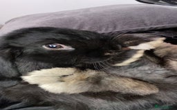 Mini Lop rabbits for sale: Fudge - Image 4