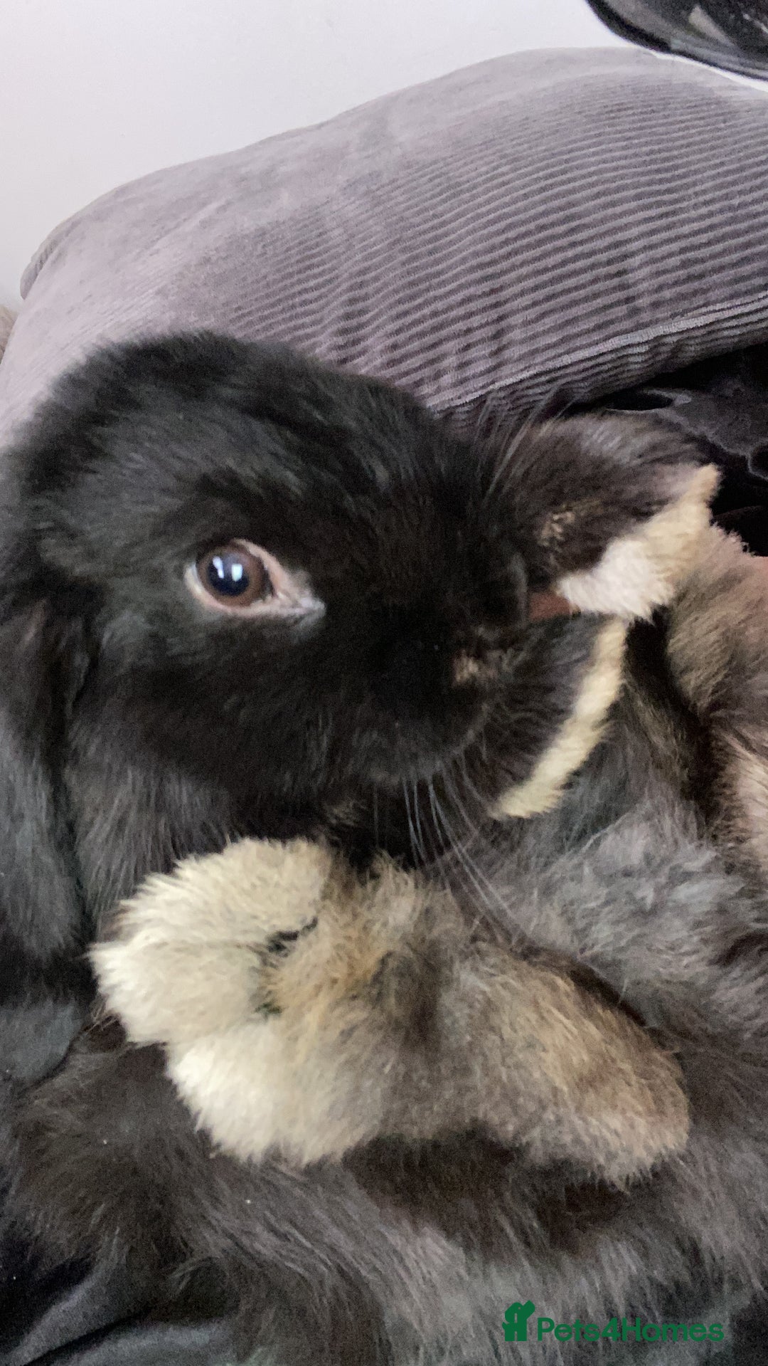 Mini Lop rabbits for sale: Fudge - Image 4
