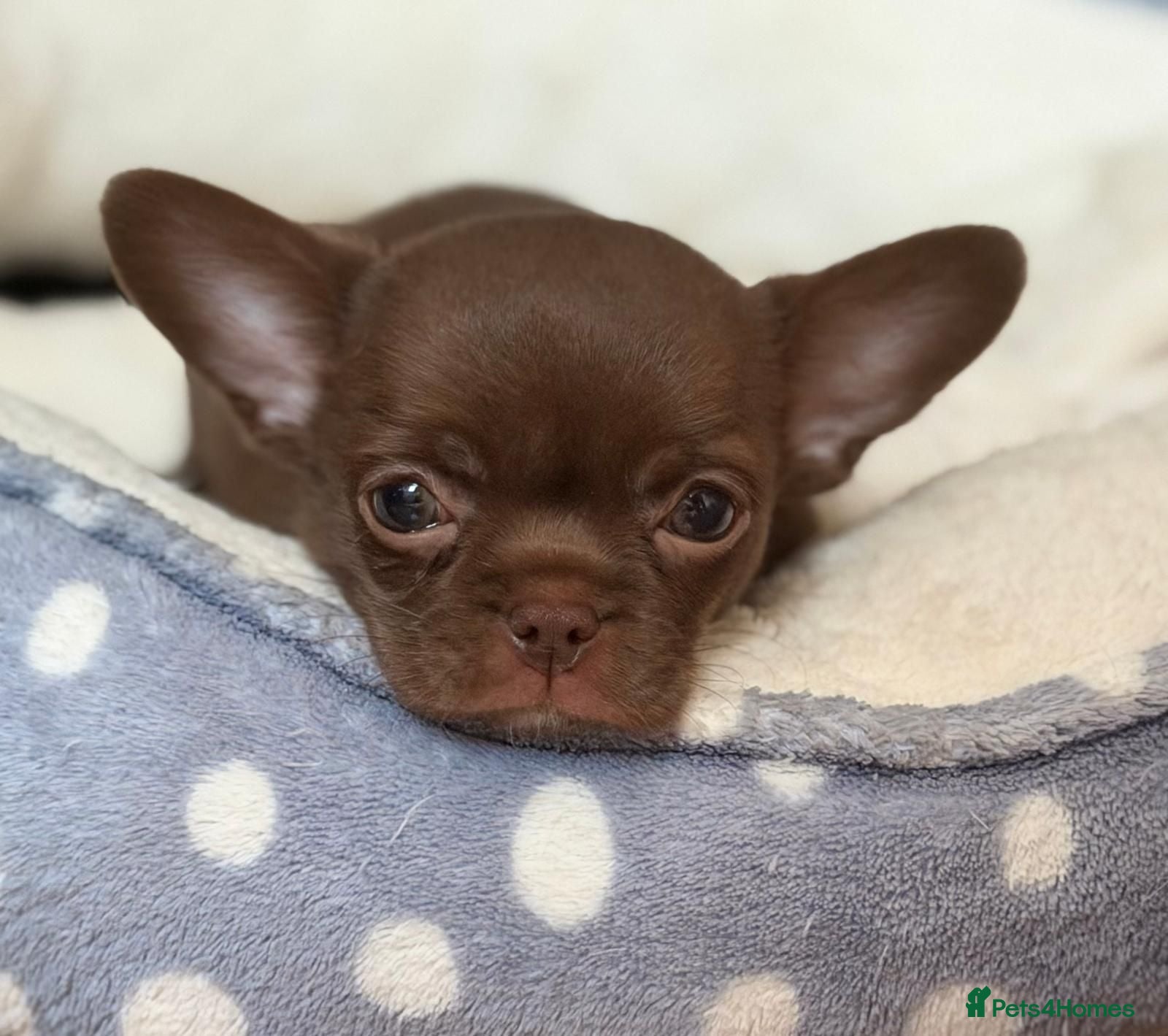Chihuahua dogs KC puppies for sale  - Advert 4