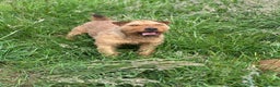 Lakeland Terrier dogs for stud: Proven Red Lakeland Terrier Stud in Builth Wells - Advert 15