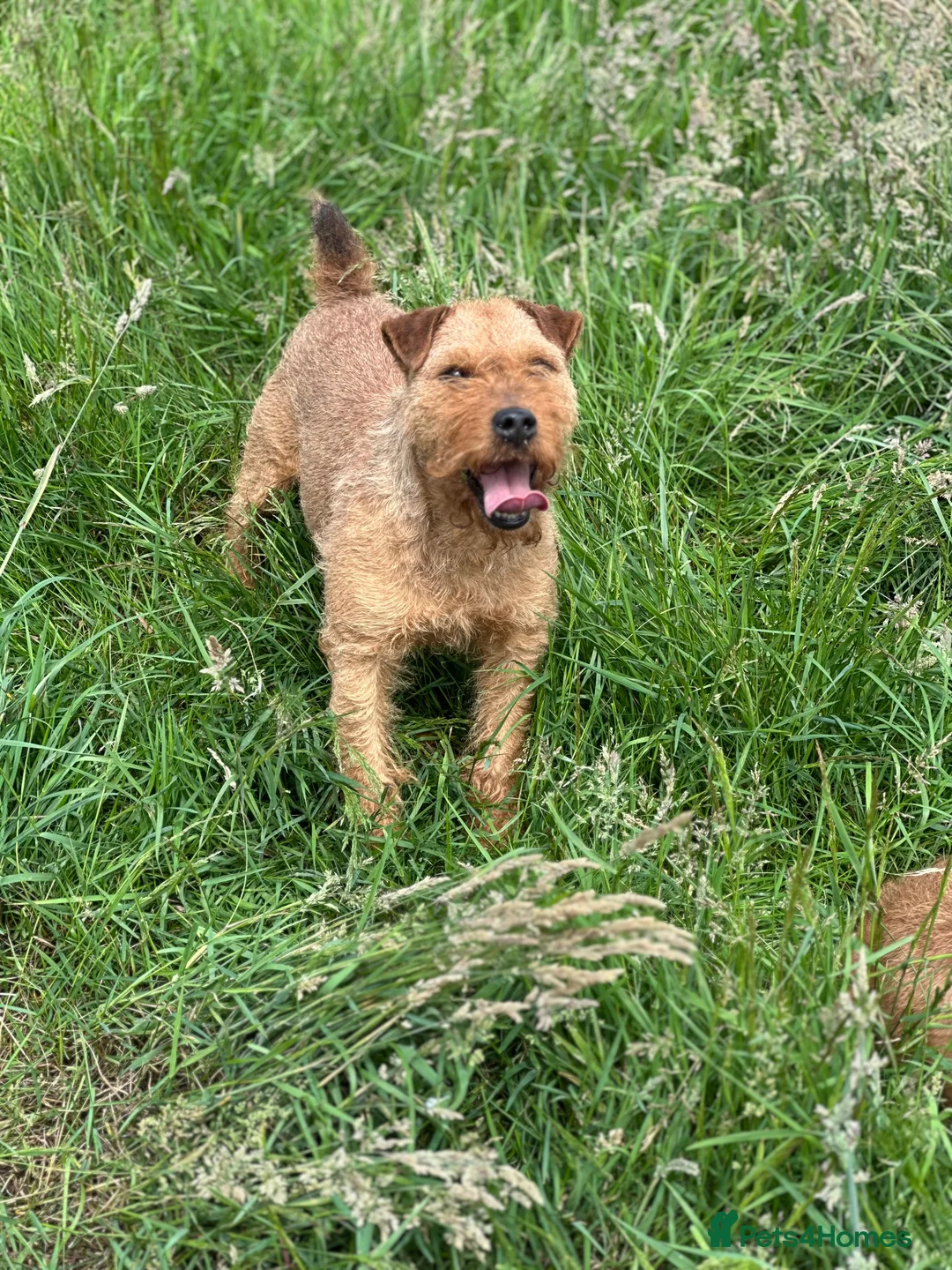 Lakeland Terrier dogs for stud: Proven Red Lakeland Terrier Stud in Builth Wells - Advert 15