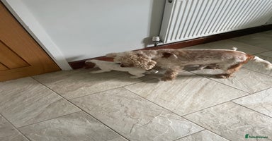 Cocker Spaniel dogs - Advert 6