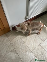 Cocker Spaniel dogs - Advert 3