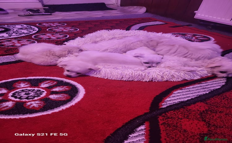 Bichon Frise dogs - Advert 1