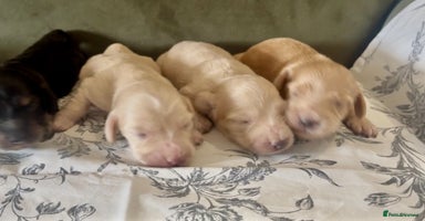 Miniature Dachshund dogs - Advert 8