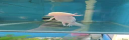 Axolotl reptiles for sale: Small And Big Axolotl @ Tameside Aquatics! 💙 - Advert 6