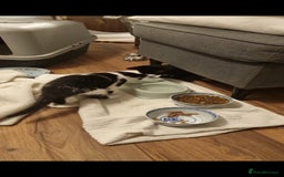Mixed Breed cats for sale: Beautiful black and white kittens  - Image 1