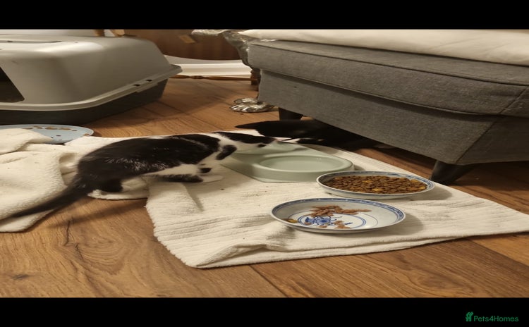Mixed Breed cats - Advert 11