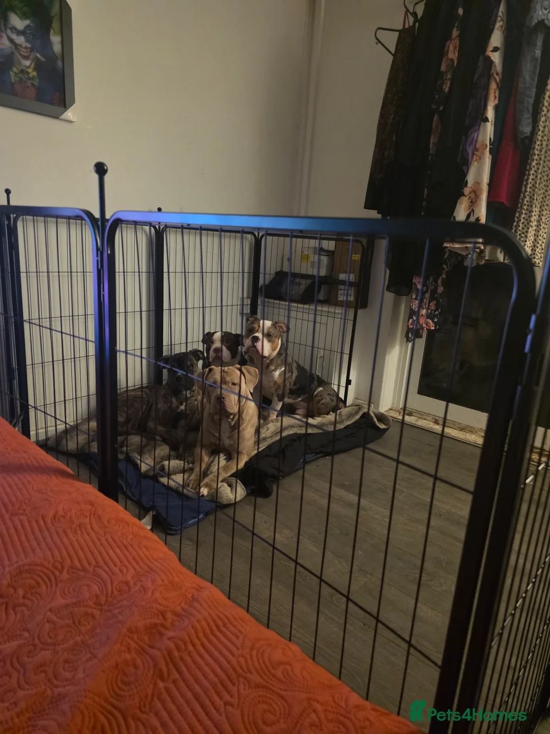 American Bully dogs for sale: Drako the pocket bully in Lincoln - Advert 11