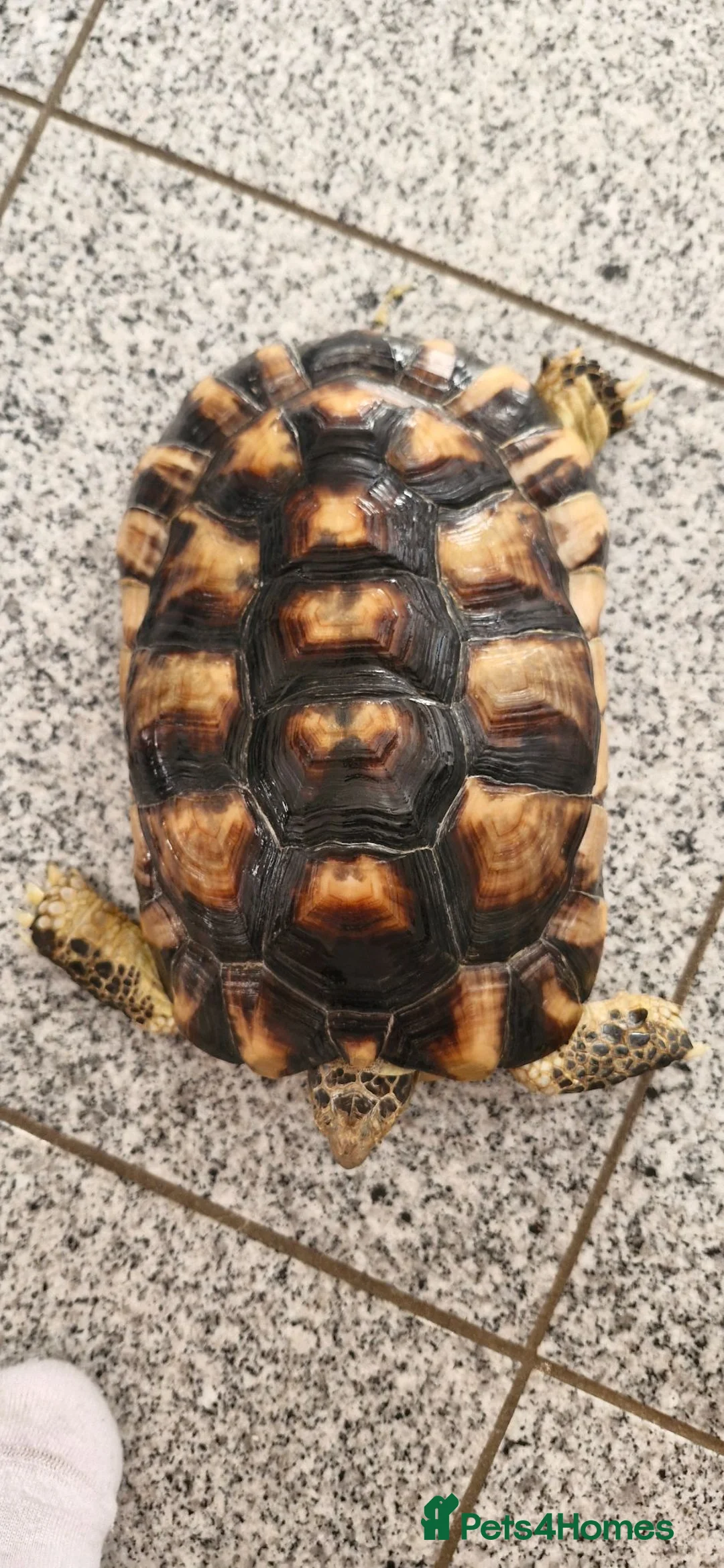 Tortoise reptiles for sale: Marginated tortoise in Swadlincote - Advert 1