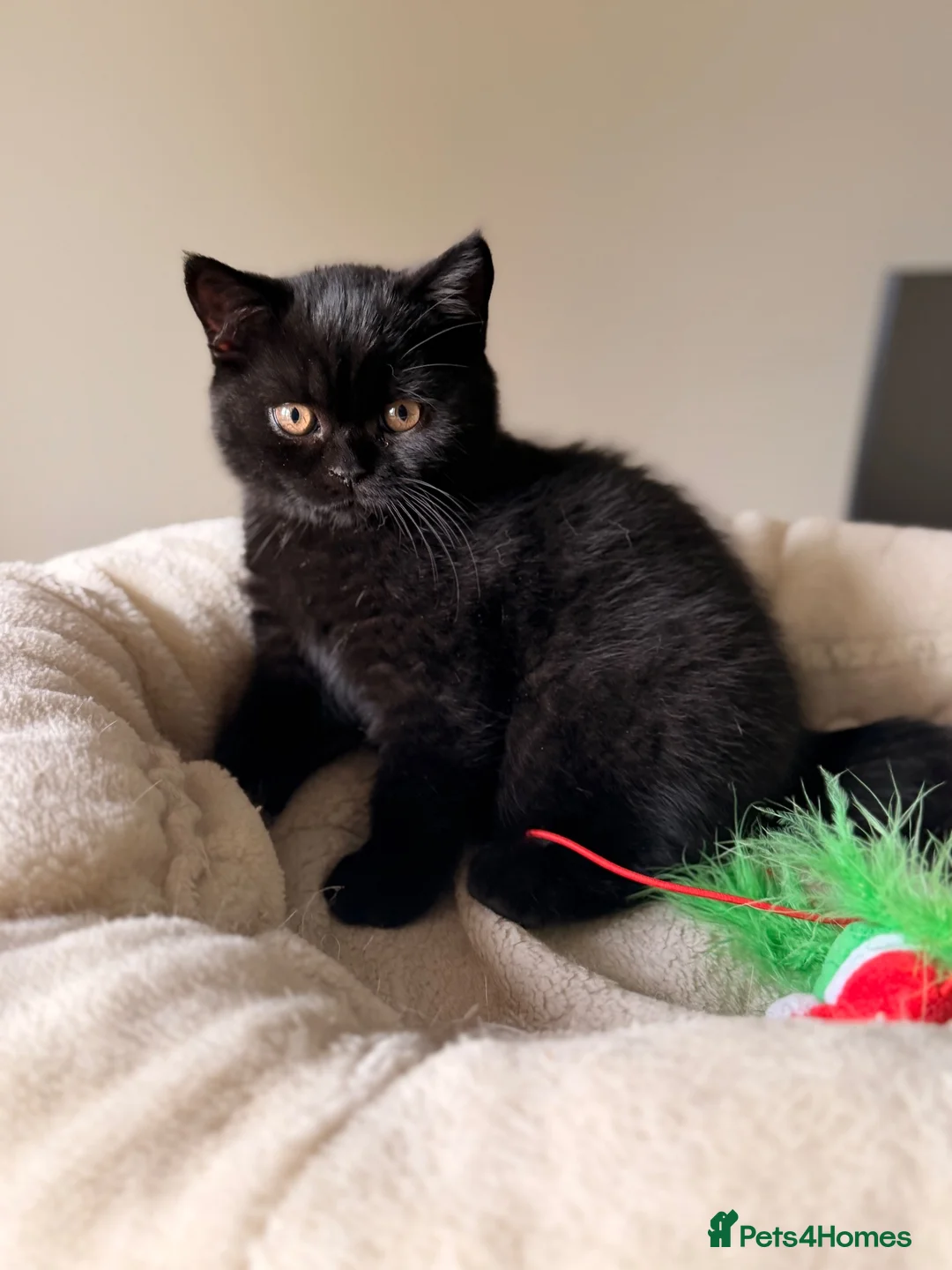 British Shorthair cats for sale: Black  male BSH GCCF reg - Advert 2