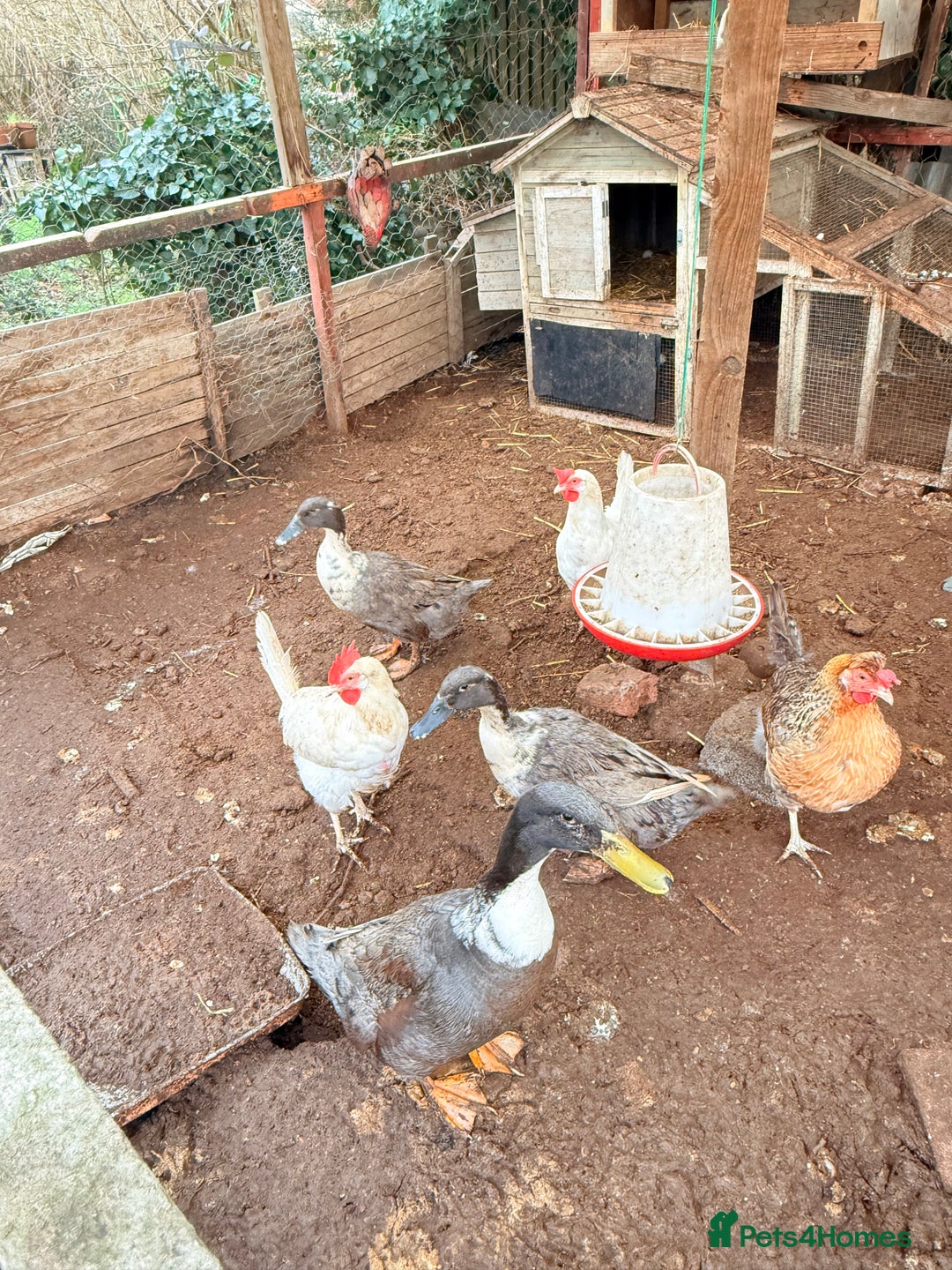 Mixed Breed poultry for sale: 2 female and 1 male ducks for sale - Advert 1