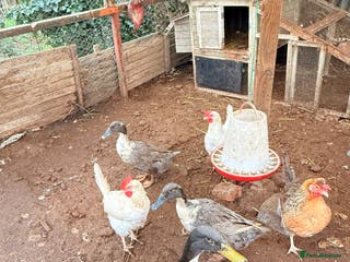 Mixed Breed poultry 2 female and 1 male ducks for sale - Advert 1