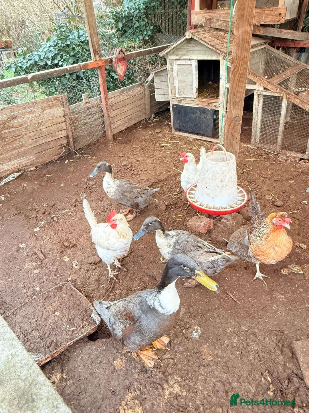 Mixed Breed poultry for sale: 2 female and 1 male ducks for sale - Advert 1