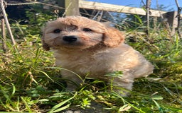 Labradoodle dogs for sale: Stunning F1b mini labradoodles  - Image 3
