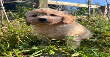 Labradoodle dogs - Advert 4