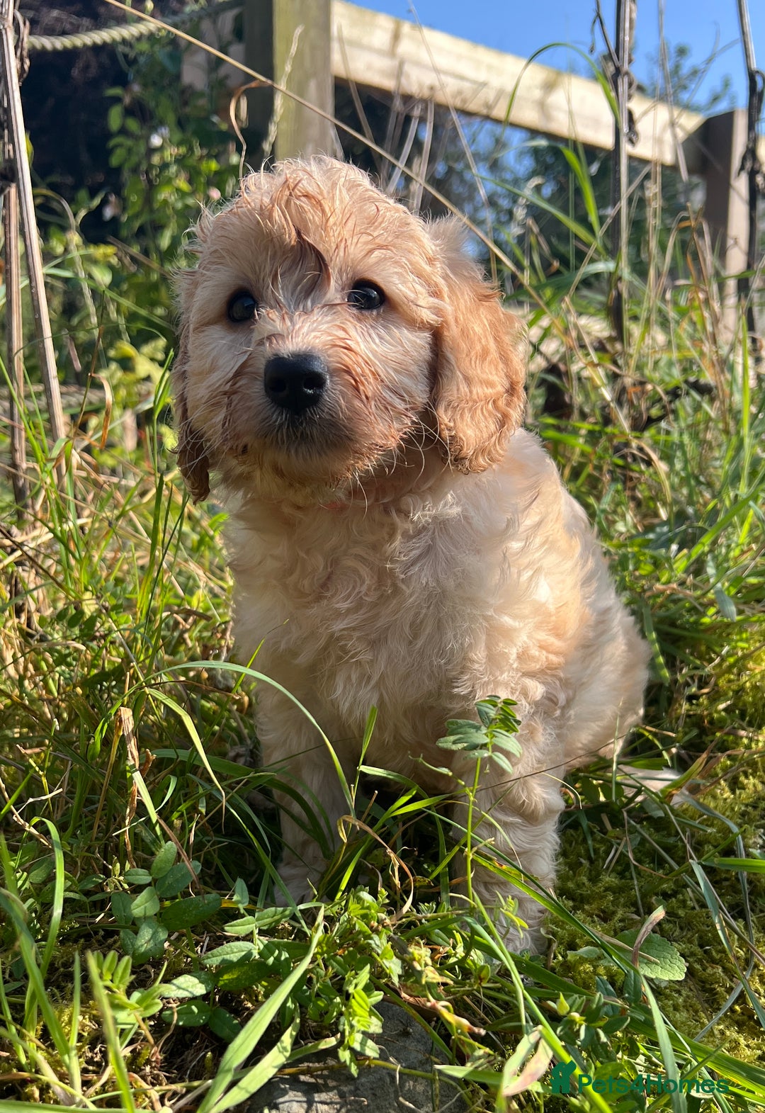 Labradoodle dogs for sale: Stunning F1b mini labradoodles  - Image 3
