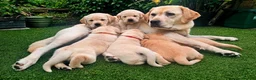 Labrador Retriever dogs for sale: Fabulous blonde Labrador puppies  - Advert 12