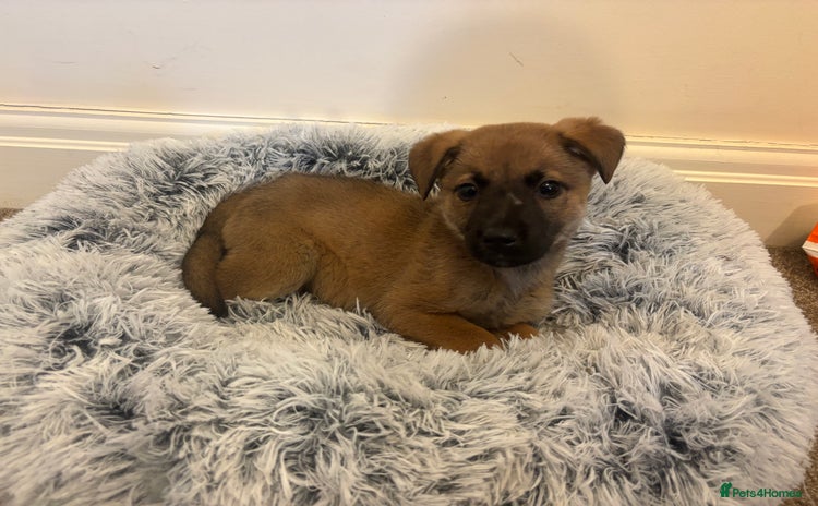 Mixed Breed dogs - Advert 10