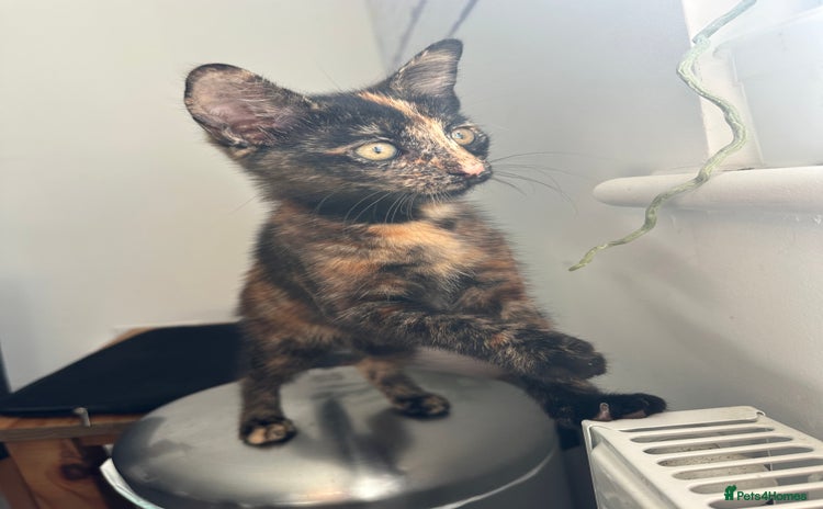 Domestic Shorthair cats in Aylesbury - Advert 1