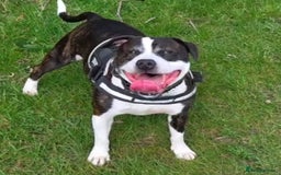 American Bull Staffy dogs for stud: Dog for stud  - Image 1