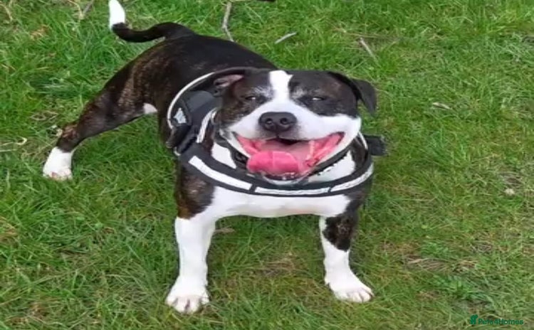 American Bull Staffy dogs - Advert 1