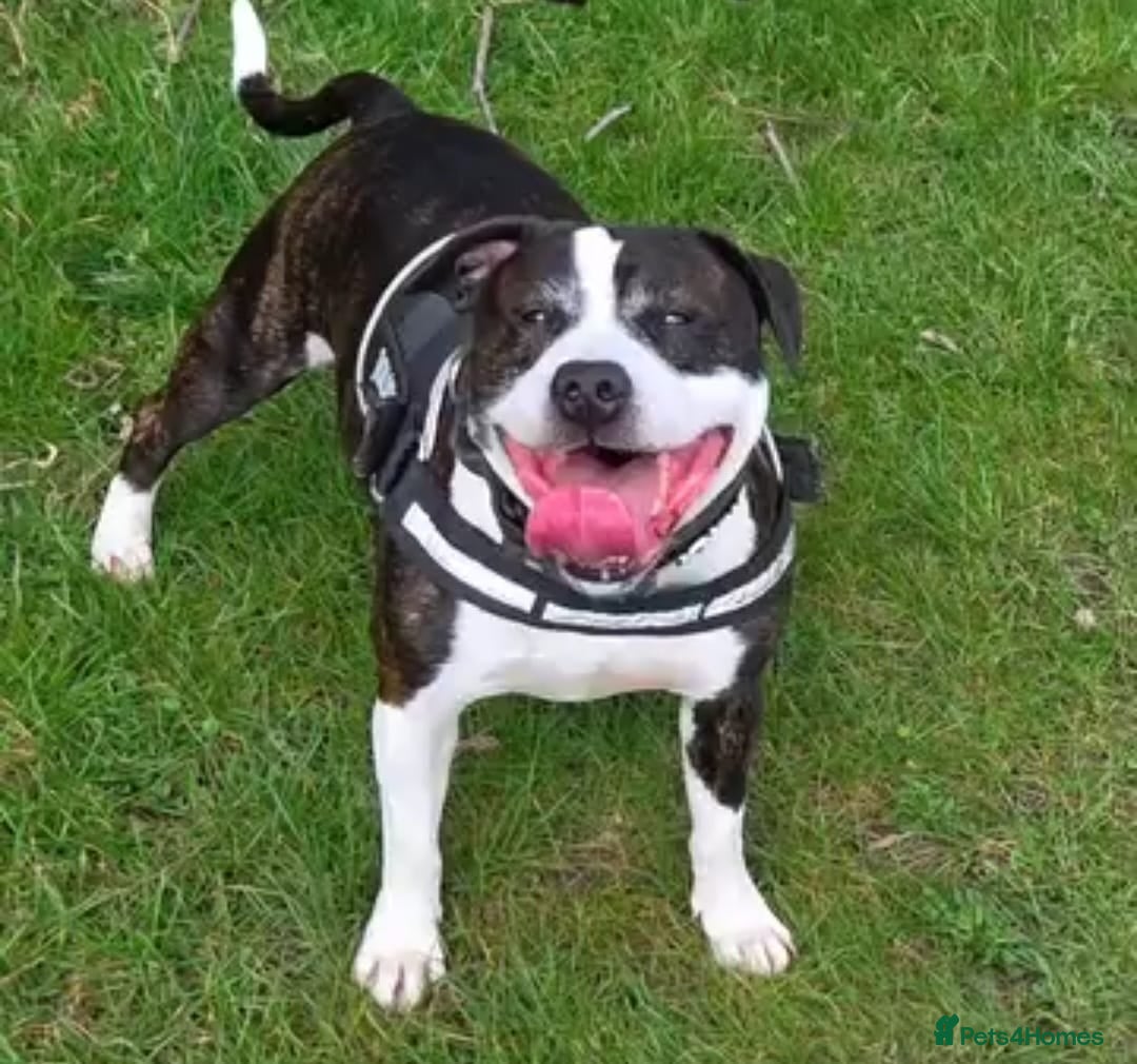 American Bull Staffy dogs for stud: Dog for stud  - Image 1
