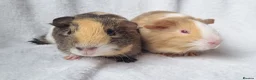 Guinea Pig rodents for sale: Bonded pair of boars - Advert 8