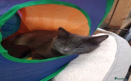 Maine Coon cats for sale: Maicoon  - Image 14