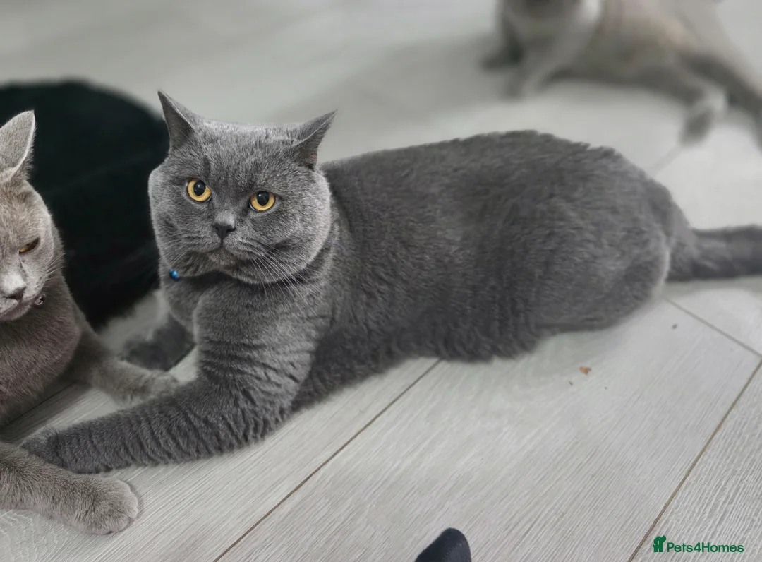 British Shorthair cats for sale: Beautiful BSH Kittens  - Advert 8