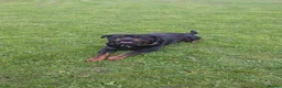 Rottweiler dogs for sale: Rottweiler Dog Highly Trained and calm k9 in Manchester - Advert 3