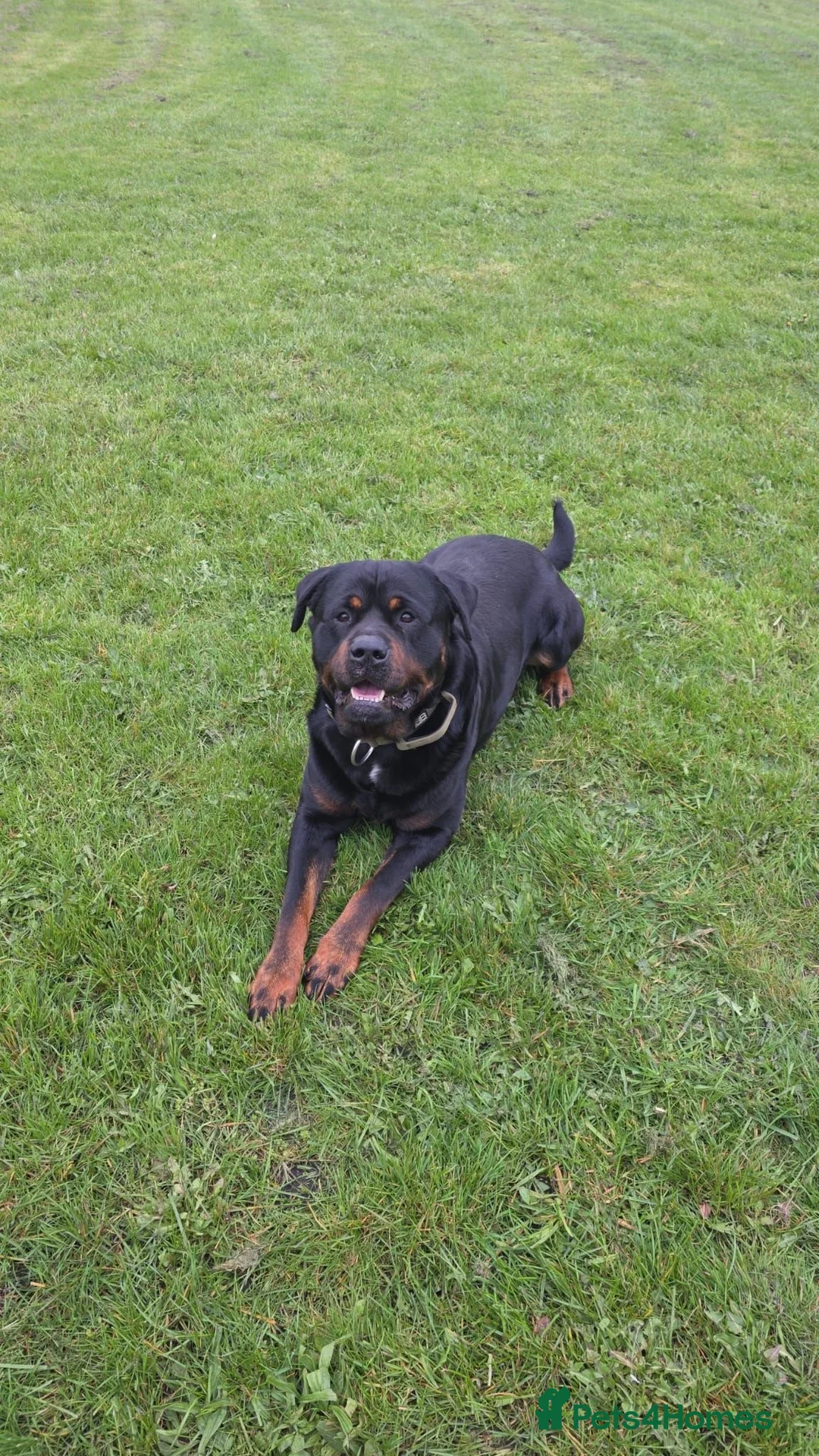 Rottweiler dogs for sale: Rottweiler Dog Highly Trained and calm k9 in Manchester - Advert 3