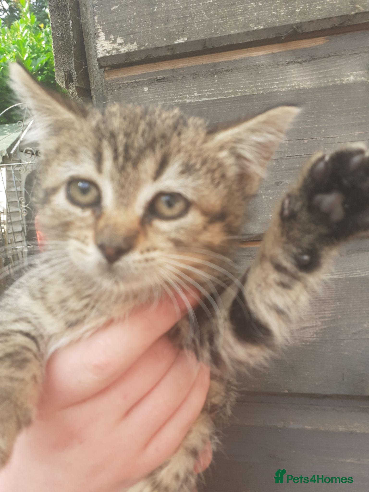 Bengal cats Bengal X kittens both parents owned by seller - Advert 17