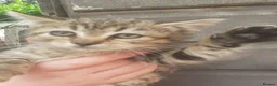 Bengal cats for sale: Bengal X kittens both parents owned by seller - Advert 4