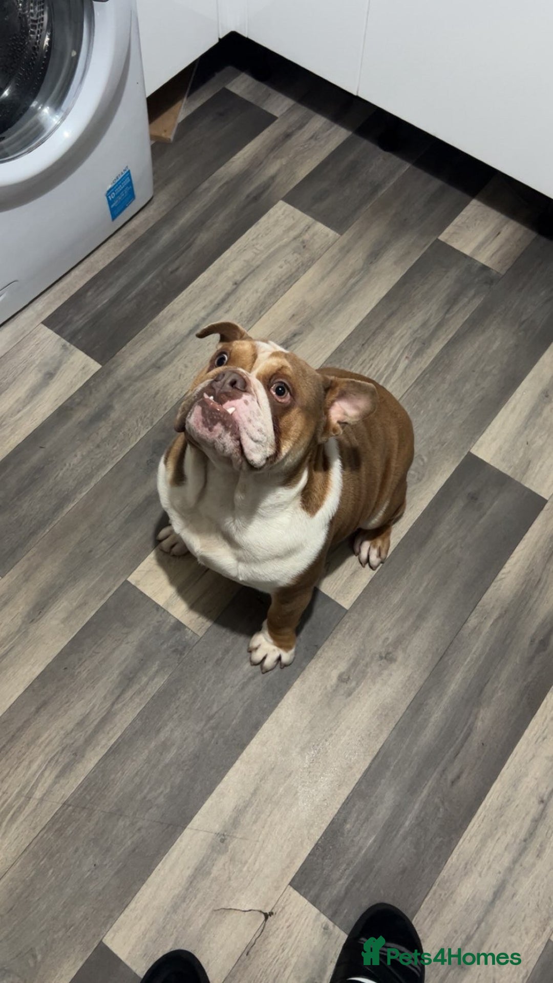 English Bulldog dogs for sale: Male English bulldog  - Advert 1