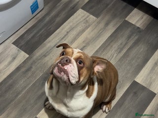 English Bulldog dogs Male English bulldog - Advert 1