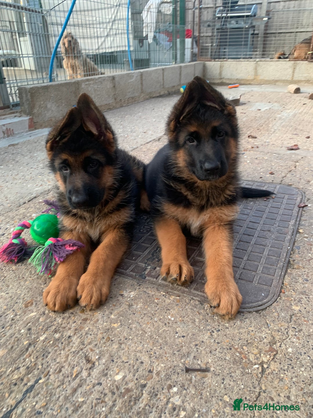 German Shepherd dogs for sale: Top Quality showline German Shepherd Puppies  in Wisbech - Image 1