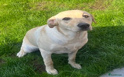 Labrador Retriever dogs for sale: Beautiful Labrador girl  - Image 9