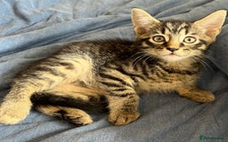 Mixed Breed cats for sale: Mixed breed adorable kittens in Waltham Cross - Image 16